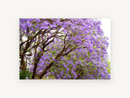 Jacaranda Canopy Bloom, floral canvas wall art print, front view