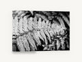 Silver Fern Frond, black and white fern frond photograph, floral canvas wall art print ready to hang