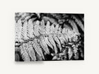 Silver Fern Frond, black and white fern frond photograph, floral canvas wall art print ready to hang