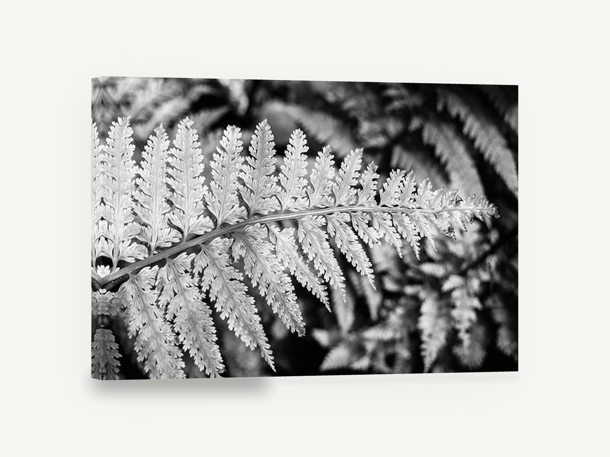 Silver Fern Frond, black and white fern frond photograph, floral canvas wall art print ready to hang