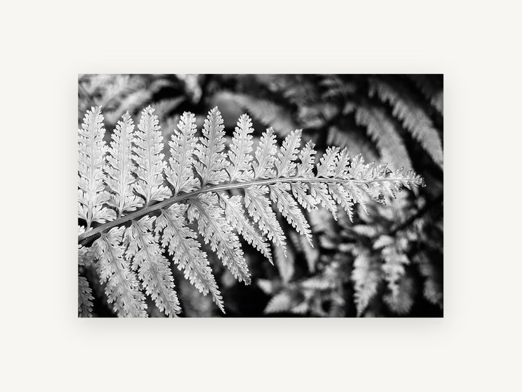 Silver Fern Frond, floral canvas wall art print, front view