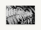 Silver Fern Frond, floral canvas wall art print, front view
