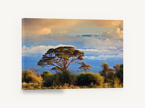 Acacia Under Golden Cloud, acacia tree savanna sunset photograph, landscape canvas wall art print ready to hang