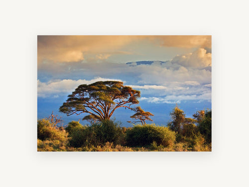 Acacia Under Golden Cloud, acacia tree savanna sunset photograph, landscape canvas wall art print, front view