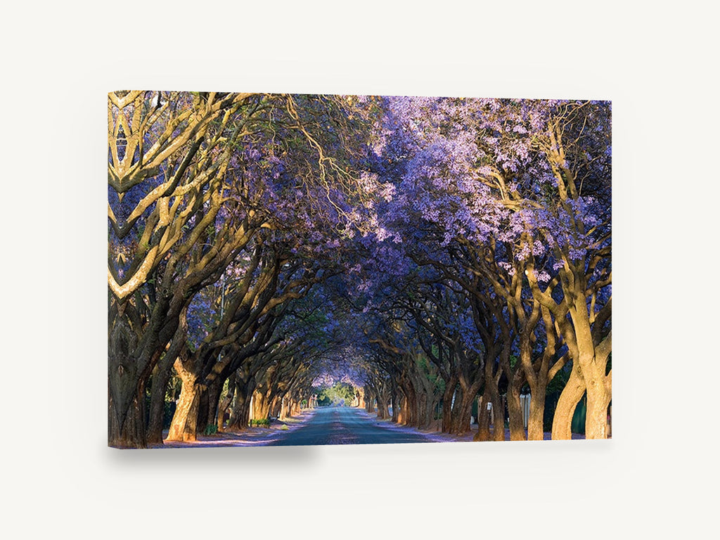 Jacaranda Tunnel Road, jacaranda tree lined road photograph, landscape canvas wall art print ready to hang