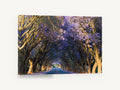 Jacaranda Tunnel Road, jacaranda tree lined road photograph, landscape canvas wall art print ready to hang