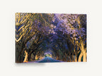 Jacaranda Tunnel Road, jacaranda tree lined road photograph, landscape canvas wall art print ready to hang