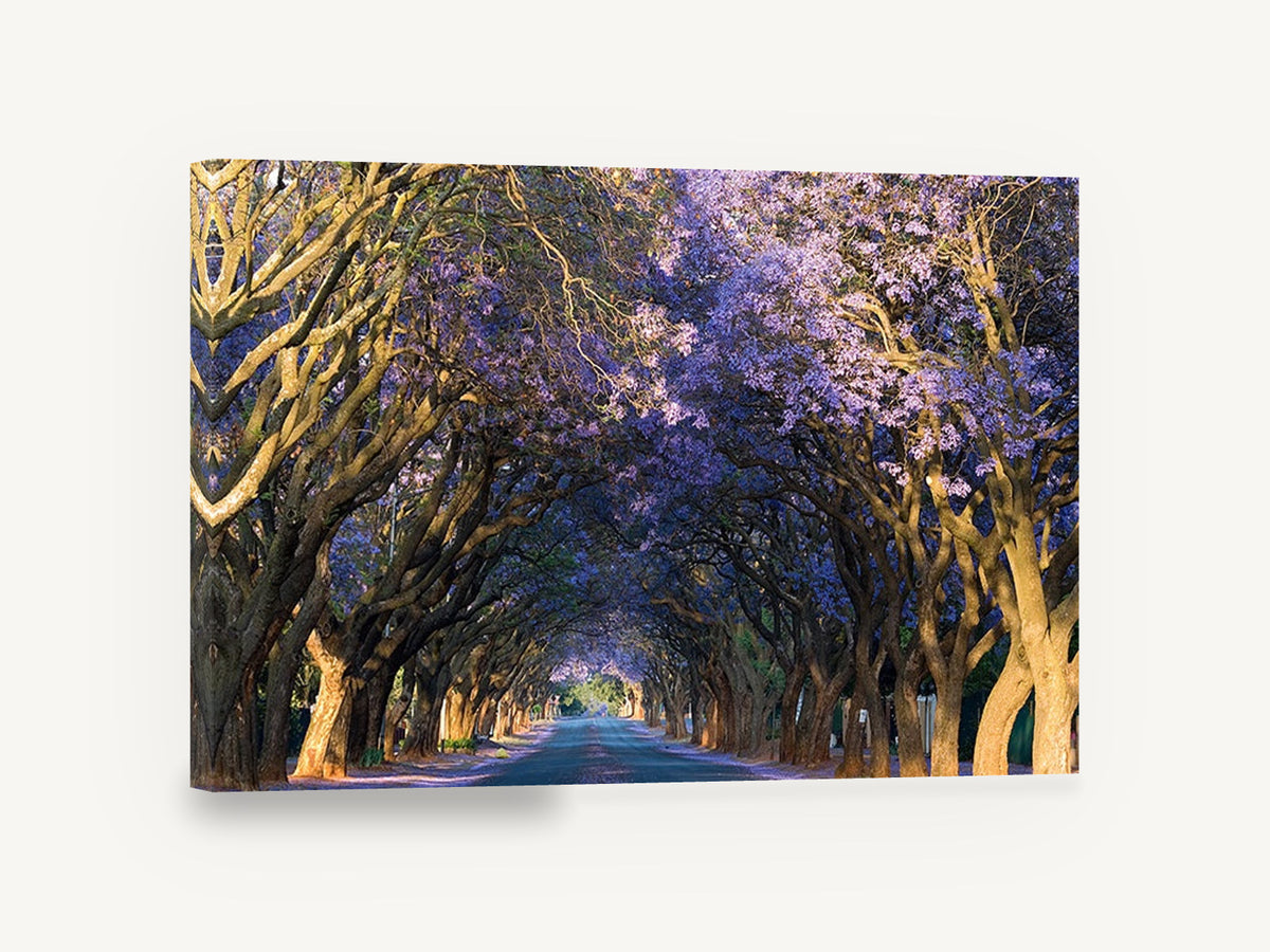 Jacaranda Tunnel Road, jacaranda tree lined road photograph, landscape canvas wall art print ready to hang