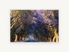 Jacaranda Tunnel Road, jacaranda tree lined road photograph, landscape canvas wall art print, front view