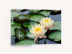 Twin Water Lilies, cream water lily pond photograph, floral canvas wall art print ready to hang