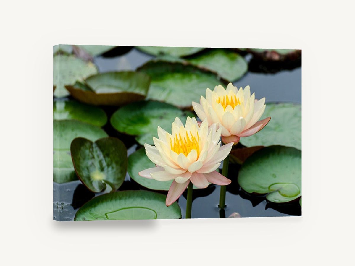 Twin Water Lilies, cream water lily pond photograph, floral canvas wall art print ready to hang