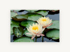 Twin Water Lilies, floral canvas wall art print, front view