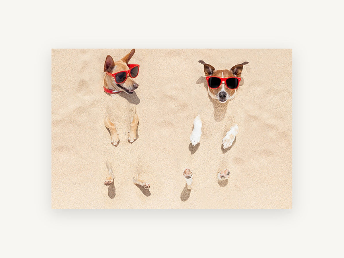 Sandy Beach Buddies, dogs buried in sand photograph, animal canvas wall art print, front view