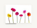 Gerbera Row, colourful gerbera daisies on white, floral canvas wall art print ready to hang