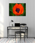 Orange Poppy Wall Art Print on the wall