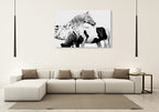 Spotted and Pinto Wall Art Print on the wall