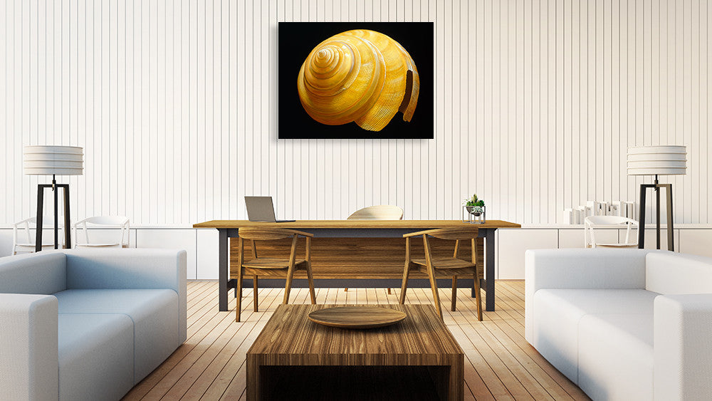 Australian Slit Shell Wall Art Print on the wall
