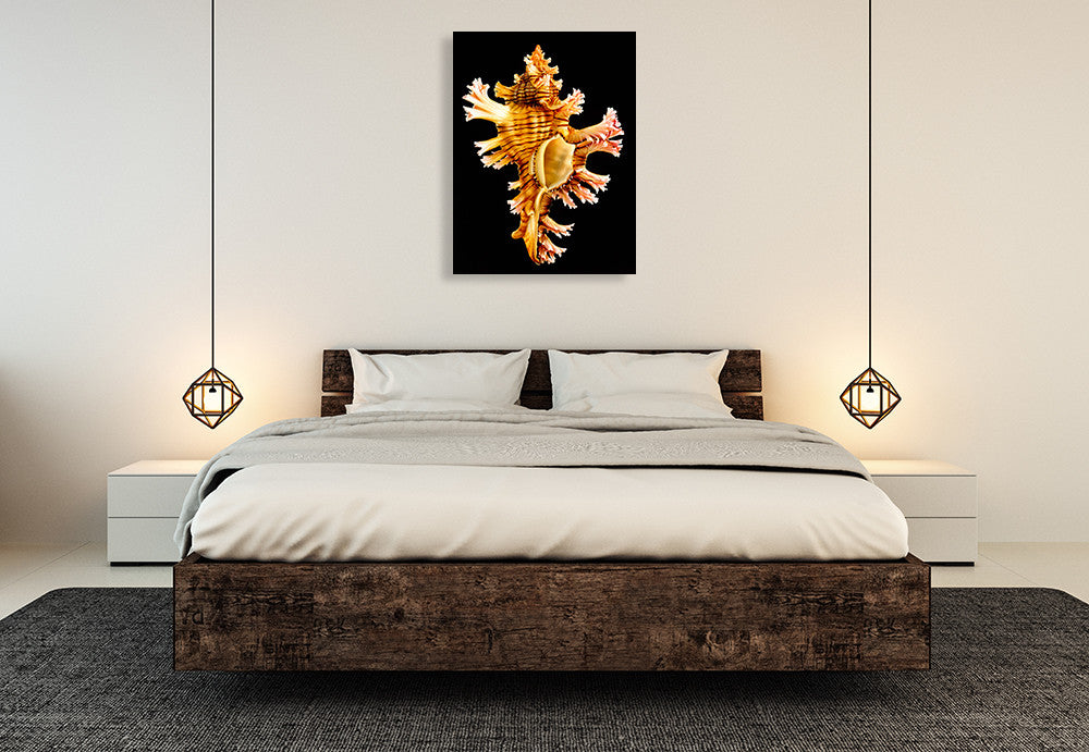 Rose Branch Murex Wall Art Print on the wall