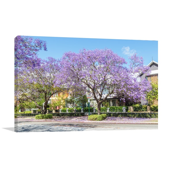 Jacaranda Trees In Perth Canvas Print Óâ Office Wall Art